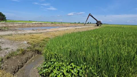 Paddy field. Stock Photos