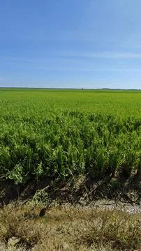 Paddy field. Stock Photos