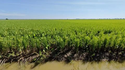 Paddy field. Foto stock