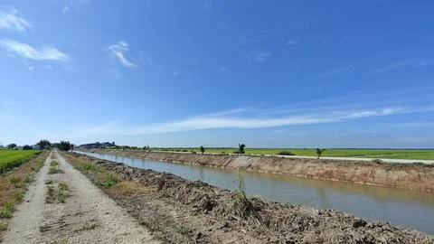 Paddy field. Foto stock