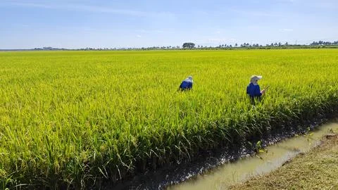Paddy field. Foto stock