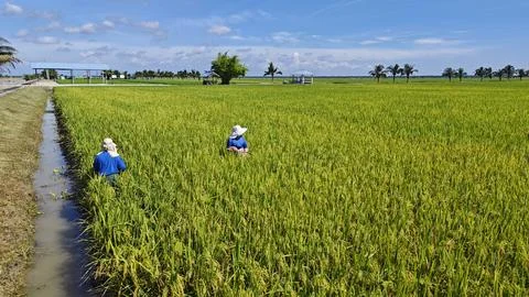 Paddy field. Foto stock