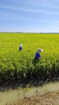 Paddy field. Foto stock