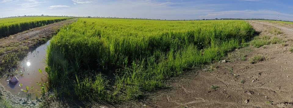 Paddy field Stock Photos