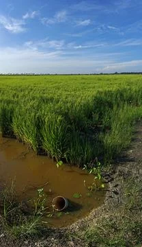 Paddy field Foto stock