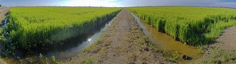 Paddy field Foto stock