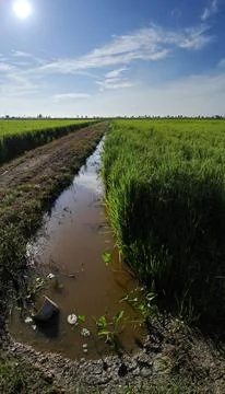 Paddy field Foto stock