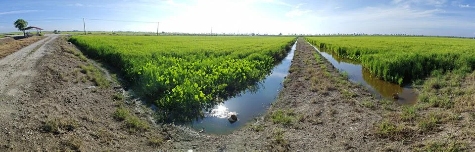Paddy field Foto stock