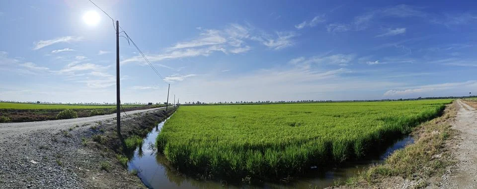 Paddy field Foto stock