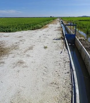 Paddy field Foto stock