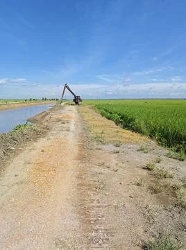 Paddy field Foto stock
