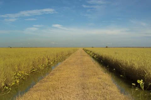 Paddy field Foto stock