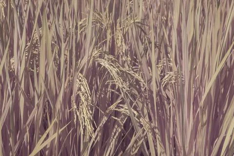 Paddy field Stock Photos