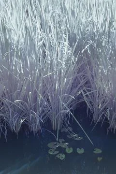 Paddy field Stock Photos