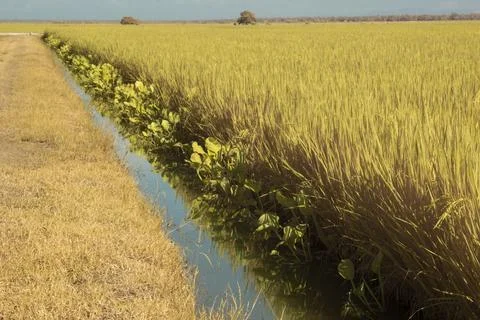 Paddy field Stockfoto's