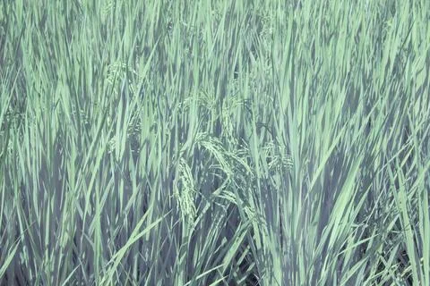 Paddy field Foto stock