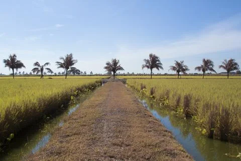  Paddy field Stock Photos