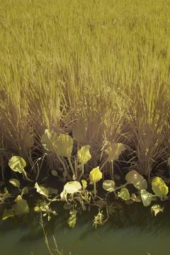 Paddy field Foto stock