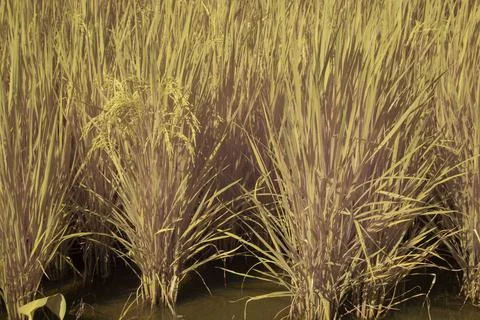 Paddy field Foto stock