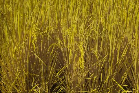 Paddy field Stock Photos