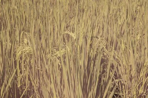 Paddy field Stock Photos