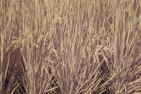 Paddy field Foto stock