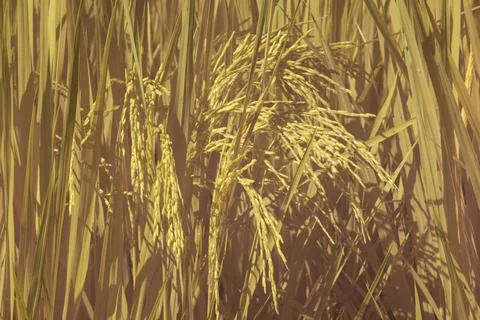 Paddy field Foto stock