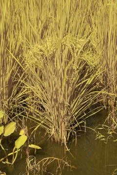 Paddy field Foto stock