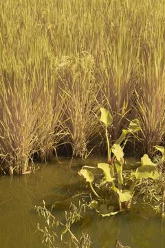Paddy field Foto stock