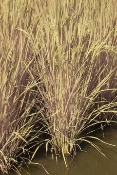 Paddy field Foto stock