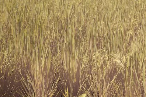 Paddy field Foto stock