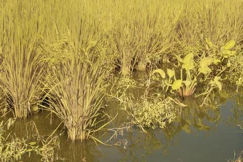 Paddy field Foto stock