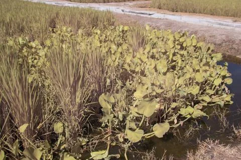 Paddy field Stock Photos