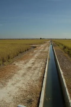 Paddy field Foto stock