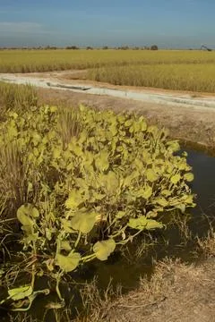 Paddy field Foto stock