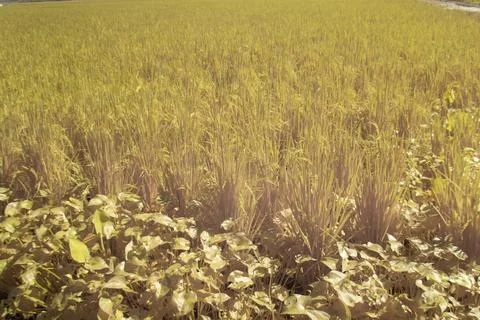 Paddy field Foto stock