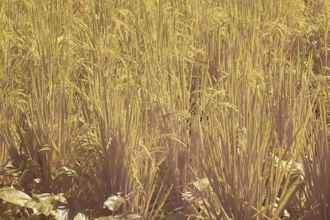 Paddy field Foto stock