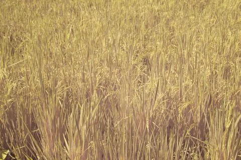 Paddy field Foto stock