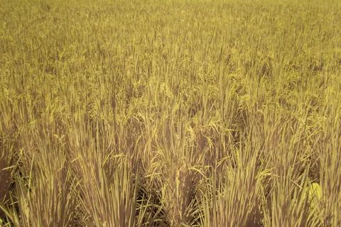 Paddy field Foto stock