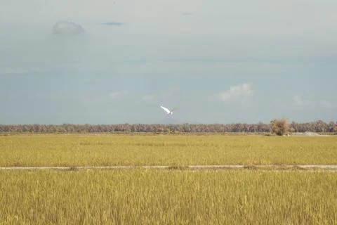Paddy field Stock Photos