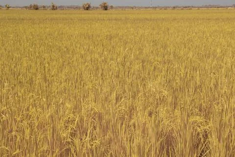 Paddy field Stock Photos