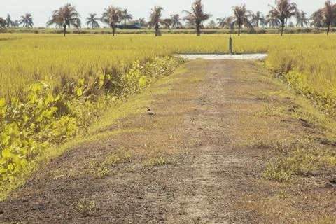 Paddy field Foto stock