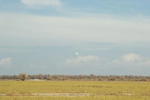 Paddy field Foto stock