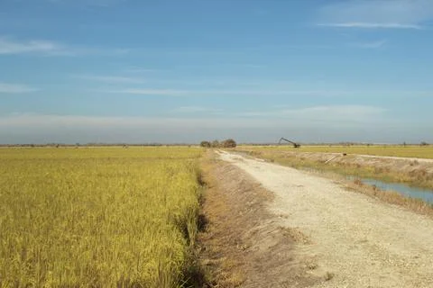 Paddy field Stock Photos