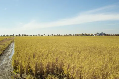Paddy field Stockfoto's