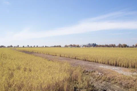 Paddy field Stock Photos