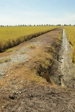 Paddy field Foto stock