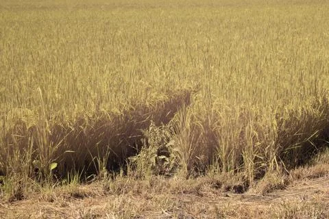 Paddy field Stock Photos