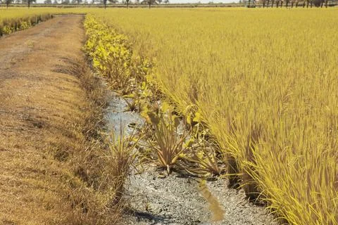 Paddy field Stock Photos
