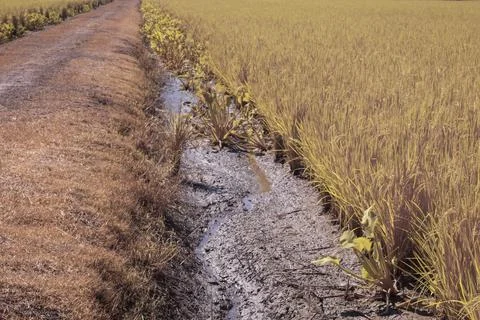 Paddy field Foto stock